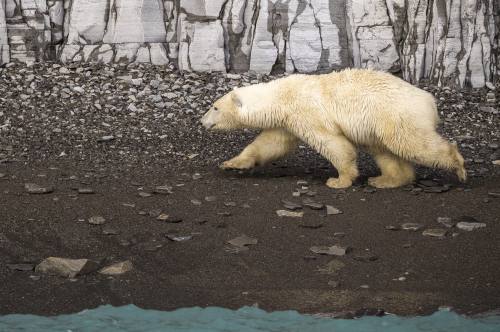 Polar Bear, Prince Leopold Island